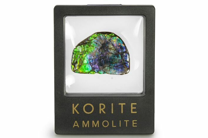 Iridescent Ammolite (Fossil Ammonite Shell) - Rare Purple #275085